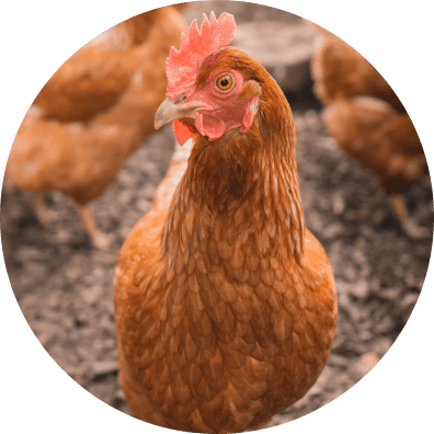 Gallina libres